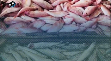 أسعار الأسماك في مطروح الأحد: الوقار يسجل 400 جنيه